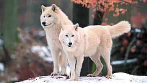 Majestic Arctic Wolf In Snowy Landscape Wallpaper