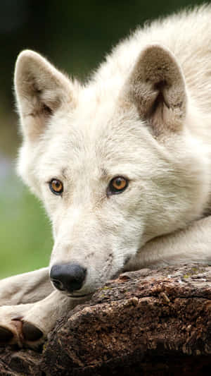 Majestic Arctic Wolf In Snowy Landscape Wallpaper