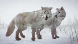 Majestic Arctic Wolf In Snowy Landscape Wallpaper