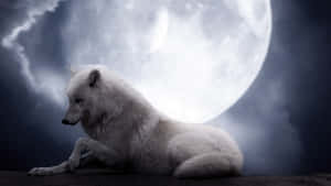 Majestic Arctic Wolf In The Snowy Wilderness Wallpaper