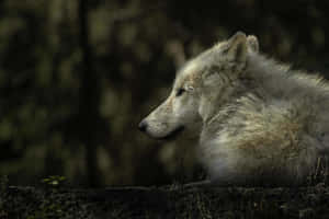 Majestic Arctic Wolf In The Wild Wallpaper