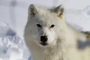 Majestic Arctic Wolf In The Wild Wallpaper