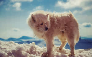 Majestic Arctic Wolf Prowling In The Snowy Landscape Wallpaper