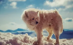 Majestic Arctic Wolf Prowling In The Snowy Landscape Wallpaper