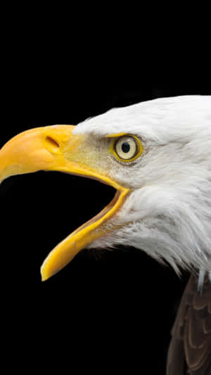 Majestic_ Bald_ Eagle_ Closeup_4 K.jpg Wallpaper