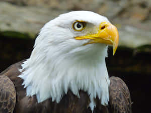 Majestic_ Bald_ Eagle_ Closeup.jpg Wallpaper