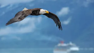 Majestic_ Bald_ Eagle_ Flight_ Alaska Wallpaper