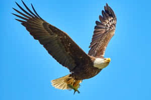 Majestic_ Bald_ Eagle_ In_ Flight_ With_ Prey.jpg Wallpaper