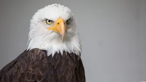 Majestic_ Bald_ Eagle_ Portrait.jpg Wallpaper