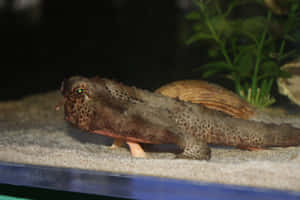 Majestic Batfish Gliding Through Clear Blue Ocean Wallpaper