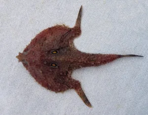 Majestic Batfish Gliding Through The Ocean Depths Wallpaper