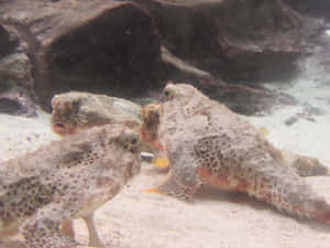 Majestic Batfish Swimming Underwater Wallpaper