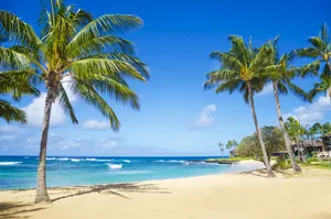 Majestic Beach Palm Trees Wallpaper