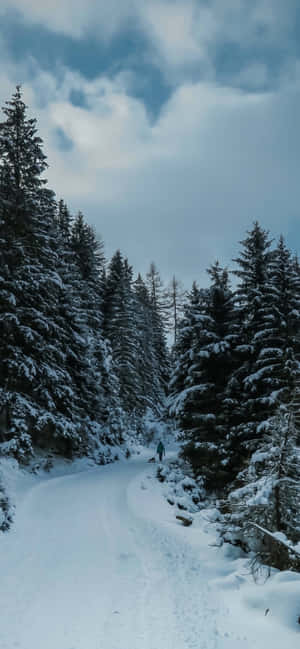 Majestic Beauty Of A Forest View. Wallpaper