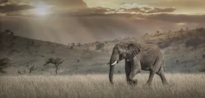 Majestic Beauty Of Biodiversity Wallpaper