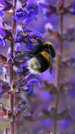 Majestic Bee Perched On A Flower - Iphone Wallpaper Wallpaper