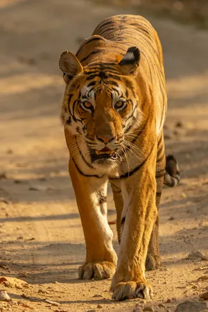 Majestic_ Bengal_ Tiger_ Approach Wallpaper