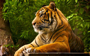 Majestic Bengal Tiger Wallpaper