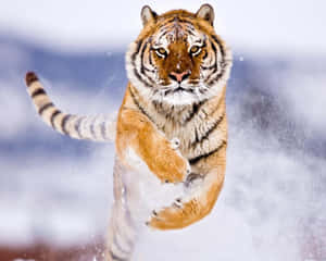 Majestic Bengal Tiger Leapingin Snow.jpg Wallpaper