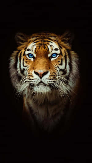 Majestic_ Bengal_ Tiger_ Portrait Wallpaper