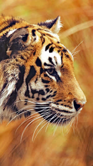 Majestic Bengal Tiger Profile Wallpaper