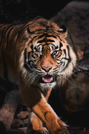 Majestic_ Bengal_ Tiger_ Prowling.jpg Wallpaper