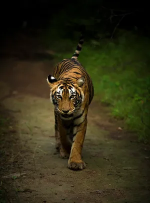 Majestic Bengal Tiger Prowling.jpg Wallpaper