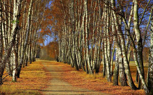 Majestic Birch Tree In A Colorful Autumn Park Wallpaper