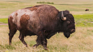 Majestic Bisonin Grassland.jpg Wallpaper