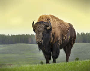 Majestic Bisonin Grassland.jpg Wallpaper