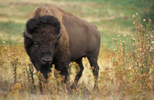 Majestic Bisonin Grassland.jpg Wallpaper