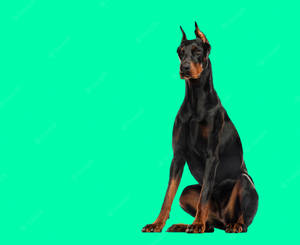 Majestic Black And Rust Doberman Pinscher Wallpaper