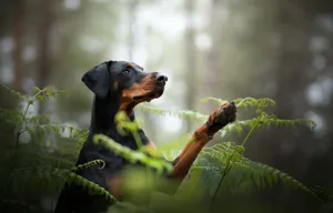 Majestic Black And Tan Doberman Pinscher Wallpaper