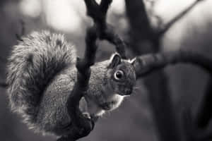 Majestic Black And White Animal In Its Natural Habitat Wallpaper