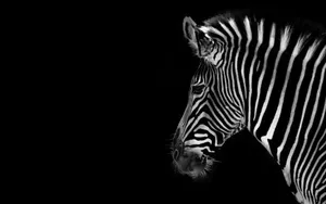 Majestic Black And White Animal In Its Natural Habitat Wallpaper