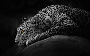 Majestic Black And White Animal In Its Natural Habitat Wallpaper