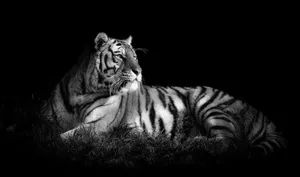 Majestic Black And White Animal In The Wild Wallpaper