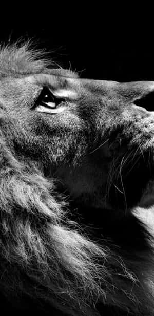 Majestic Black And White Lion Wallpaper