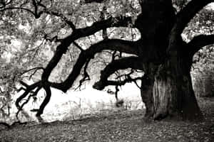 Majestic Black And White Tree Wallpaper