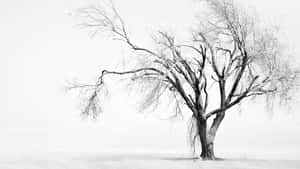 Majestic Black And White Tree Wallpaper