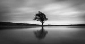 Majestic Black And White Tree Wallpaper