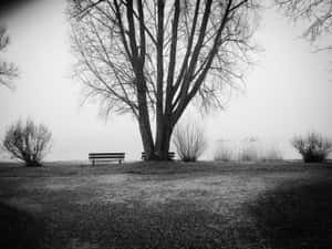 Majestic Black And White Tree In A Peaceful Forest Wallpaper