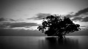 Majestic Black And White Tree In A Serene Landscape Wallpaper