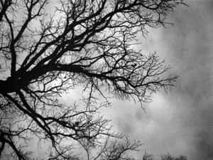 Majestic Black And White Tree In Nature Wallpaper