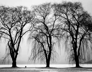 Majestic Black And White Tree Wallpaper