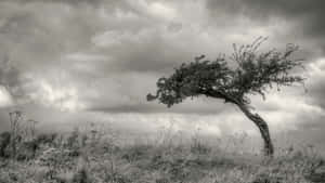 Majestic Black And White Tree Standing Tall Wallpaper