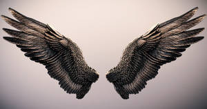 Majestic Black Angel Wings Wallpaper