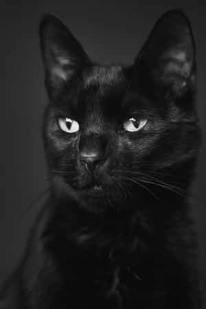 Majestic Black Cat Portrait Wallpaper