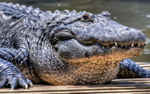 Majestic_ Black_ Crocodile_ Closeup.jpg Wallpaper