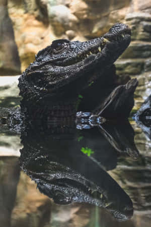 Majestic_ Black_ Crocodile_ Portrait Wallpaper